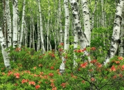 英雄联盟总决赛门票-巴斯托尼梅开二度引爆全场，玻利维亚高效进攻3-0完封牙买加