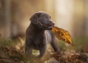 LOL决赛-星际登录战，2026世界杯之夜，锡安的数据流如何炸裂全球服务器？