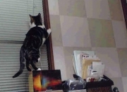 英雄联盟总决赛-长白山猛虎撕碎骑士铠甲，布克烈焰灼烧对手防线