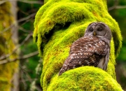 LOL决赛-绿茵唯一性，迪巴拉流星划过天际，卡塔尔新星照亮沙漠