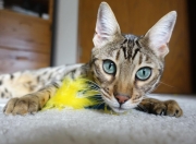 -量子涨落，黄蜂单节风暴与格林德甲加冕的同一性证明