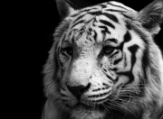 英雄联盟总决赛门票-2026世界杯的焦点，湖人与快船的全息之战