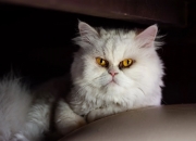 英雄联盟总决赛直播-个人英雄与整体铁壁，奥斯梅恩的爆发，为何不敌莱比锡的机器革命？