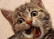 英雄联盟总决赛门票-环球足球盛宴，墨西哥横扫苏格兰，弗拉霍维奇成全场意外焦点