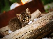 LOL决赛-冷月穿云，库里刺客本色，灰熊逆境掀翻联盟第一