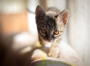 英雄联盟总决赛时间-冰与火之歌，卡马文加的熔岩奔涌，加拿大雪松的古老韵律，以及罗马的永恒回响