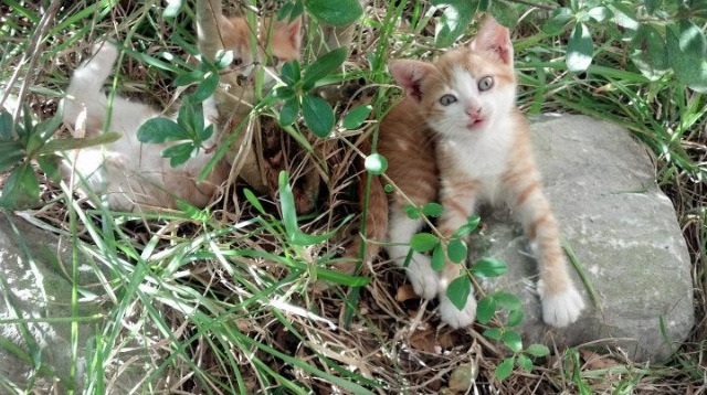 从伯纳乌硝烟到圣西罗黄昏,当孔德在两场战争中完成接管艺术