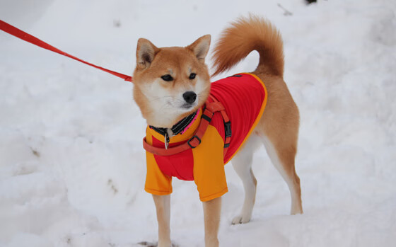 时光裂隙下的绿茵对决,萨拉赫跨联赛高能输出之夜