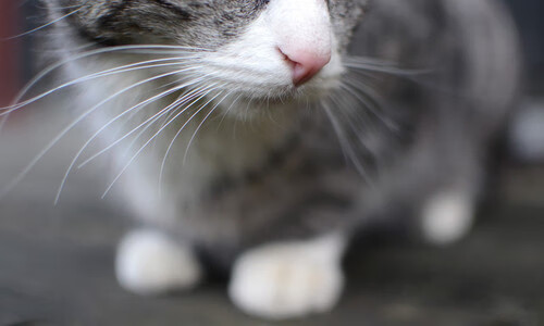 天赋长城,当文班亚马单骑闯关遇上新疆队的钢铁洪流