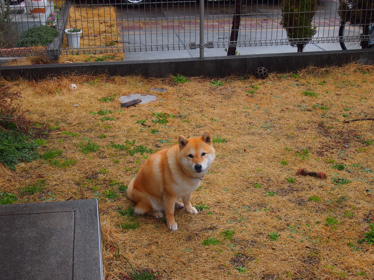 文班亚马攻防两端统治力尽显，掘金队轻取北京队友谊赛