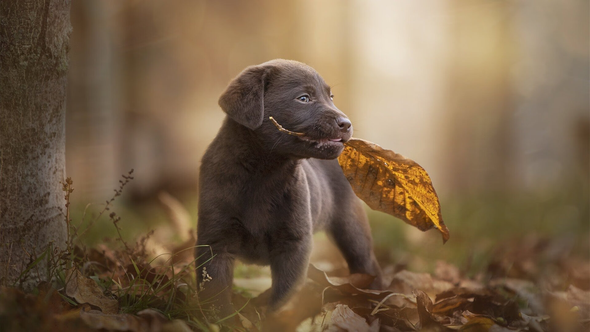 星际登录战,2026世界杯之夜,锡安的数据流如何炸裂全球服务器?