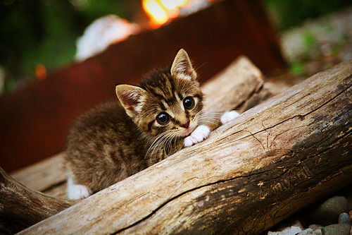 独一无二的对决,西亚卡姆如何在篮网巅峰之战中定义关键先生