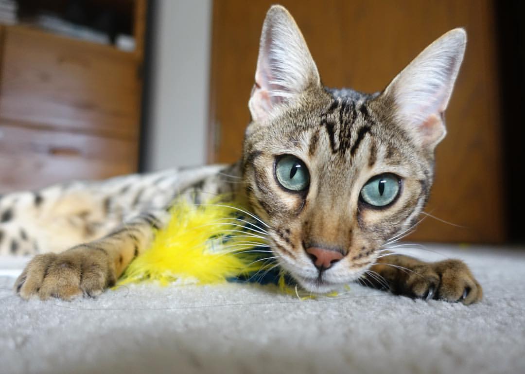 战术棋盘上的利刃,法比尼奥的个人能力如何导演塞内加尔的胜利