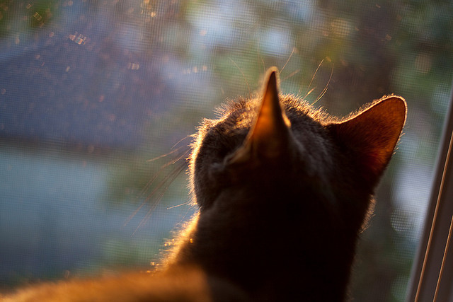 跨越东西的攻防统治，从恩比德到快船的冠军公式