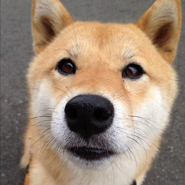 火山之怒与神话一击,当恩佐的岩浆淹没曼联的王朝残影