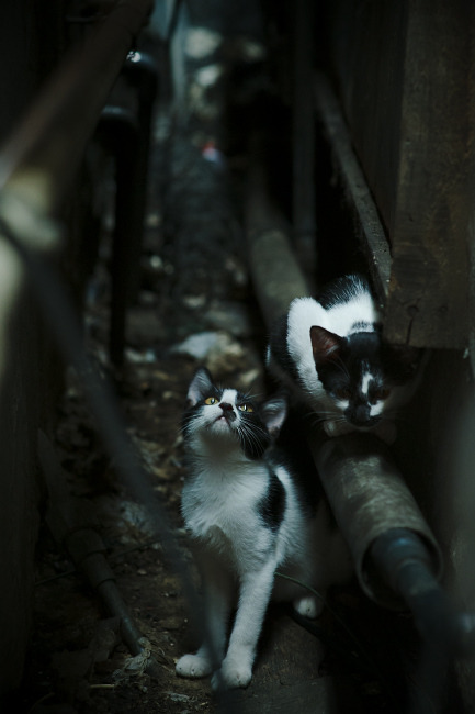 赛道与球场，争冠之夜的终极博弈