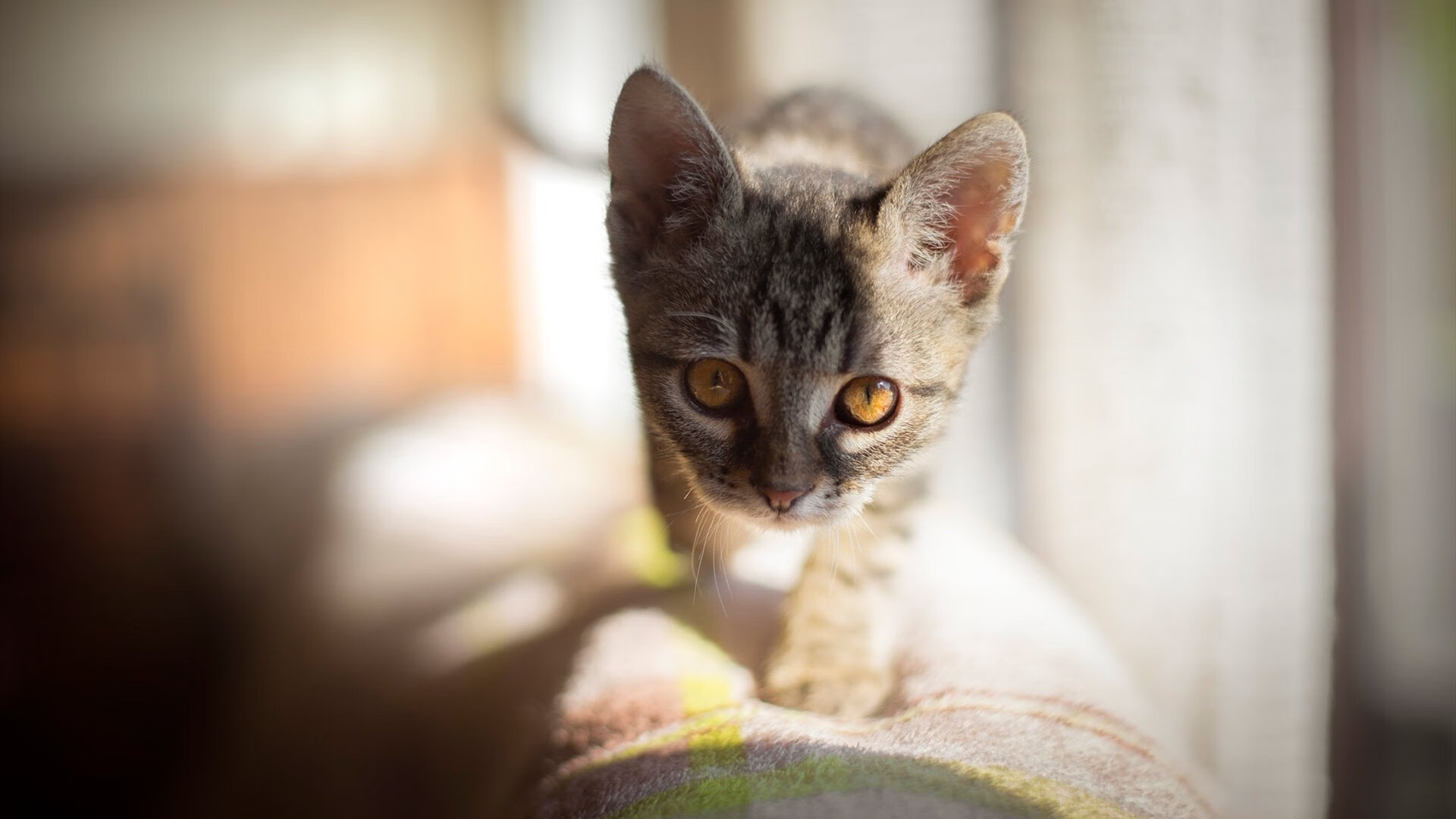 冰与火之歌，卡马文加的熔岩奔涌，加拿大雪松的古老韵律，以及罗马的永恒回响